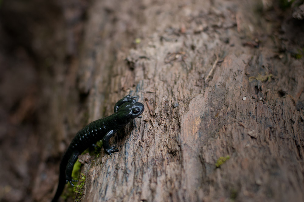 Bild Ein Alpensalamander sitzt auf einem Felsen