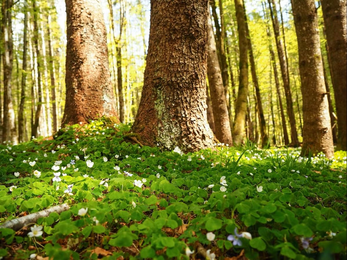 Bild Ein schöner Waldboden mit Sonnenstrahlen