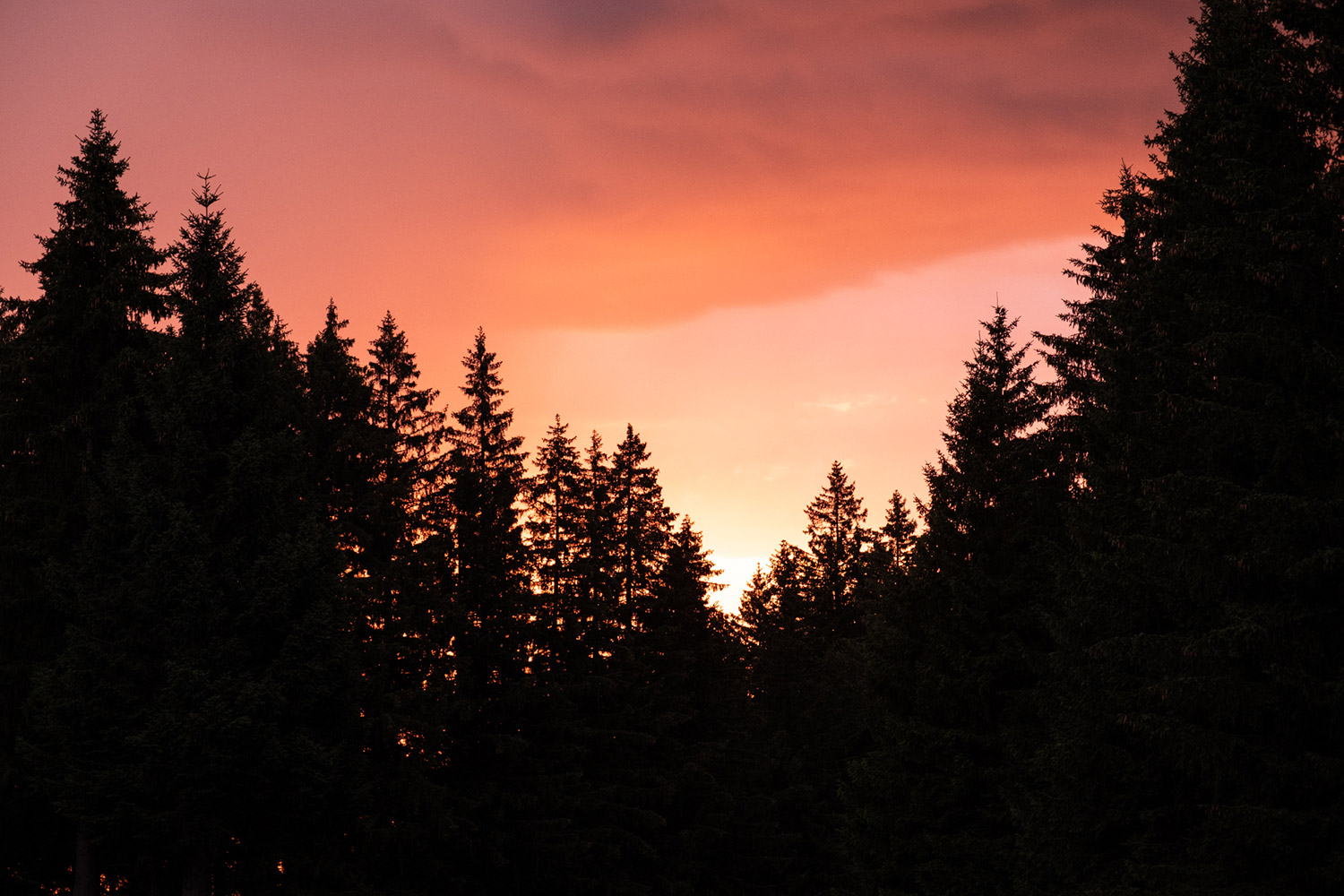 Bild Sonnenaufgang mit schwarzer Wald-Silhouette im Vordergrund.