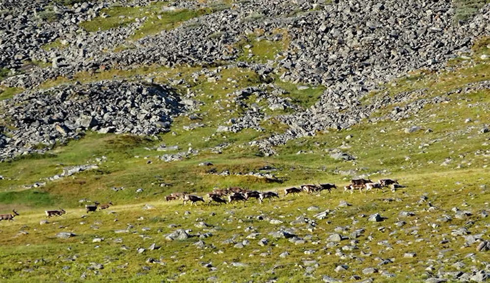 Bild Tiere in der Distanz am Berg