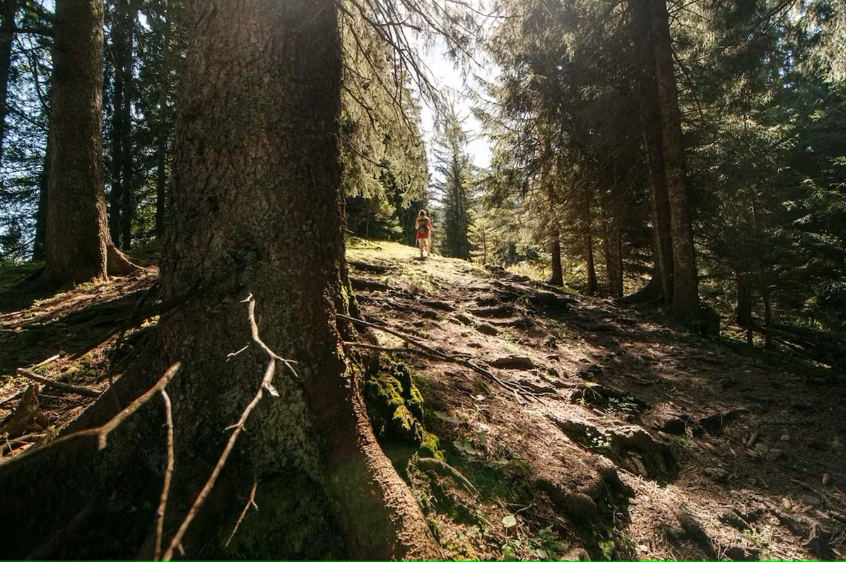 Bild Eine Frau wandert durch den Bergwald