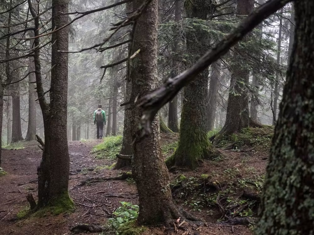Bild Mann wandert durch den Wald