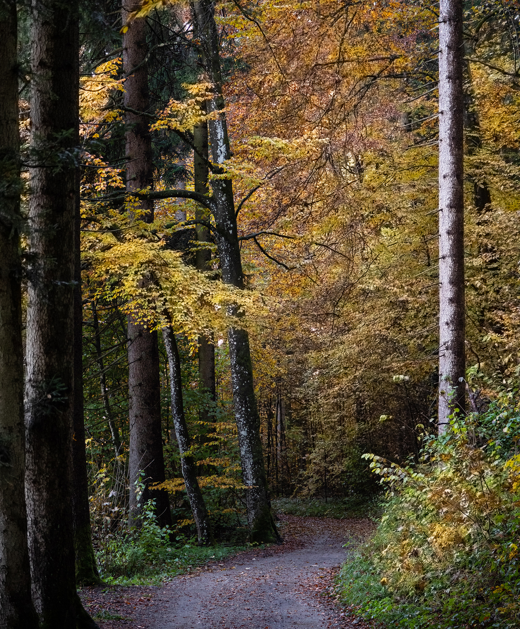 Bild Ein Weg, der sich durch dichten, bunten Herbstwald zieht.