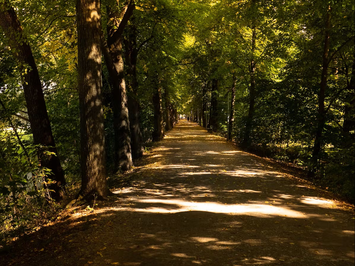 Weg gesäumt von Linden