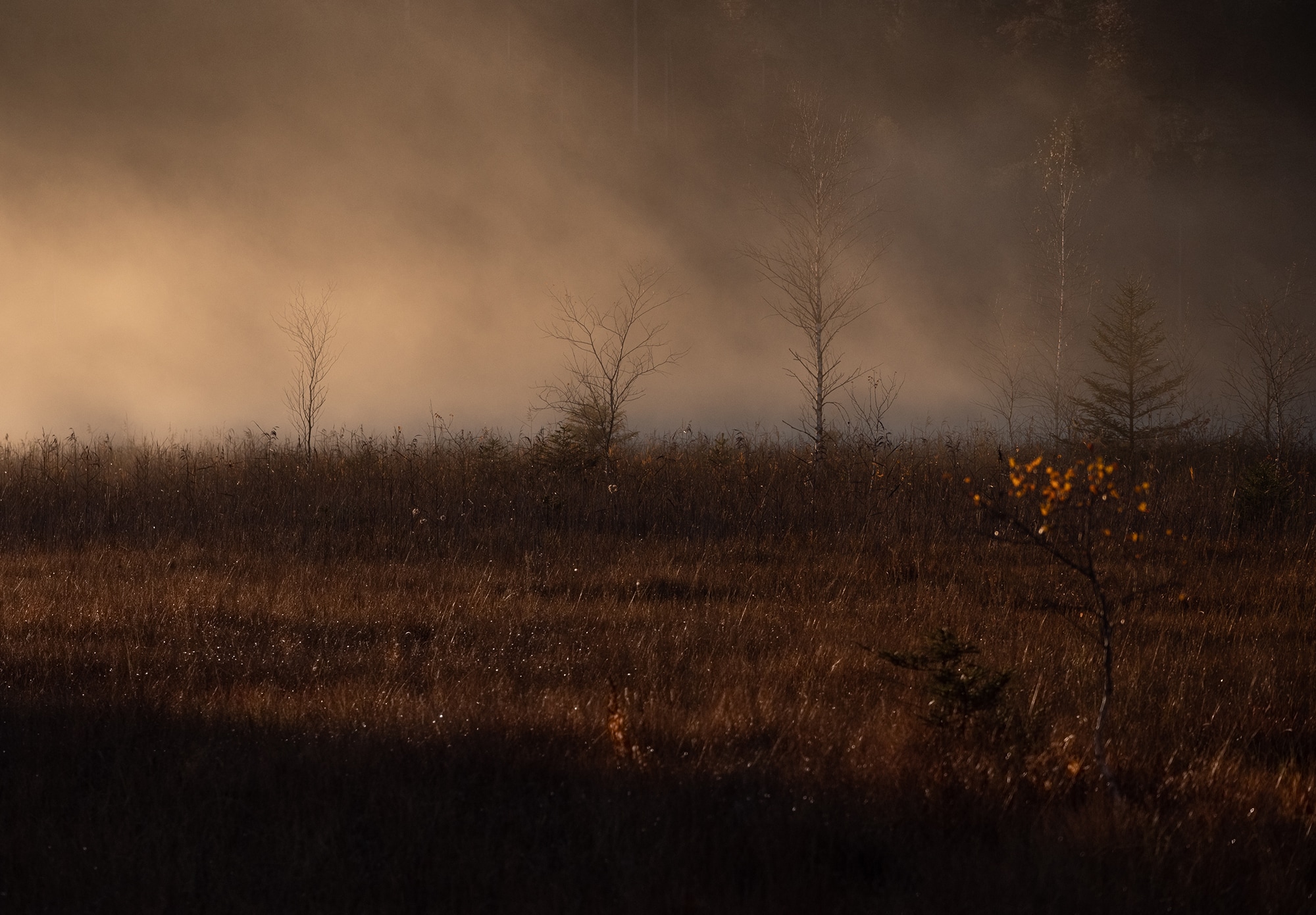 Nebel über mooriger Landschaft