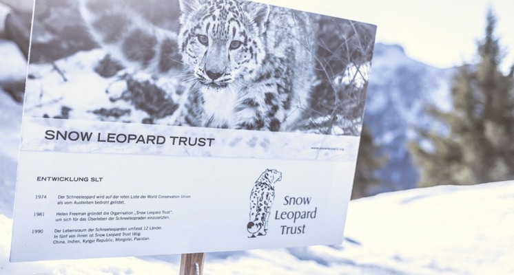 Bild SNOW LEOPARD TRUST