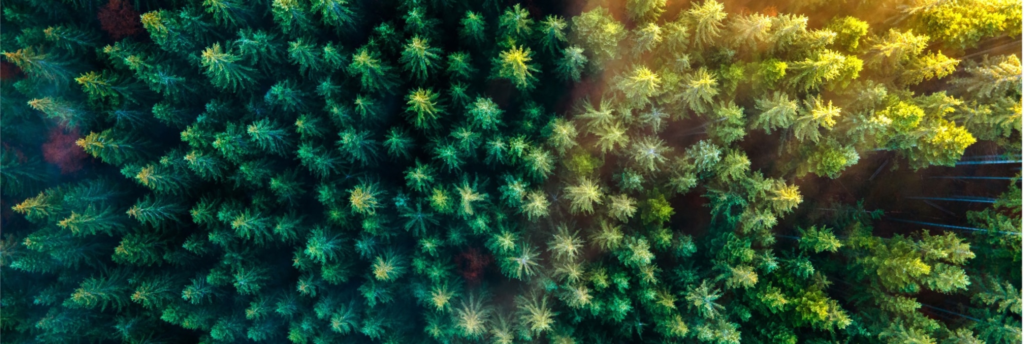 Luftansicht eines Nadelwalds