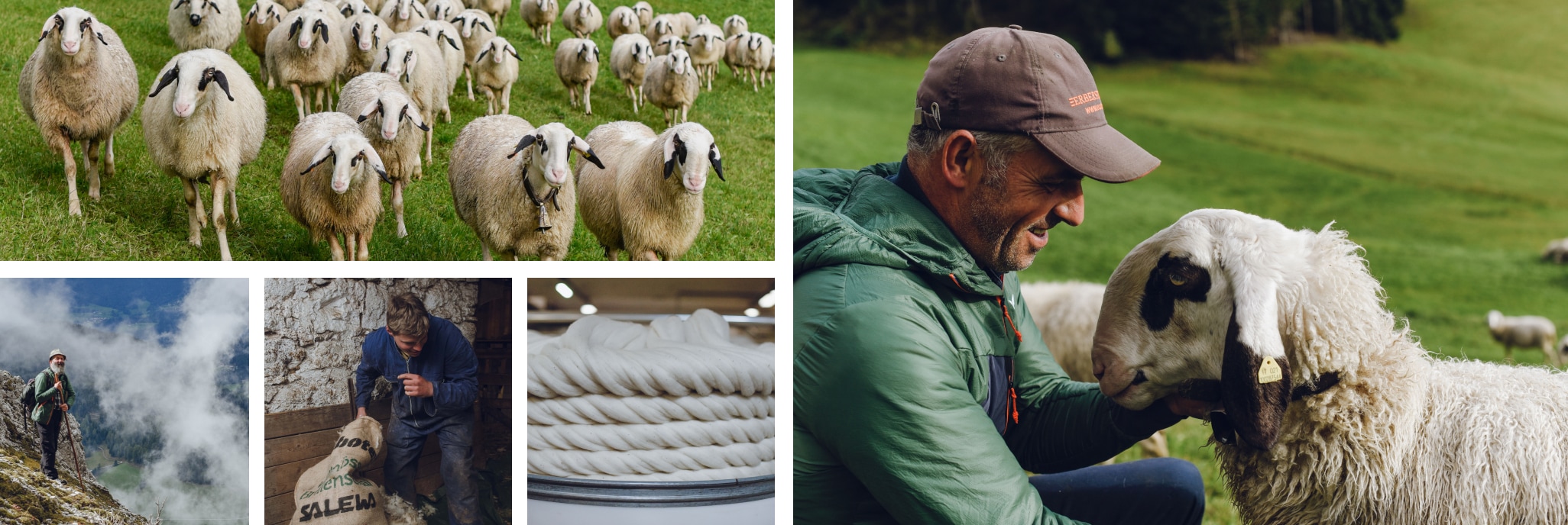 Collage von Schaf-Bildern