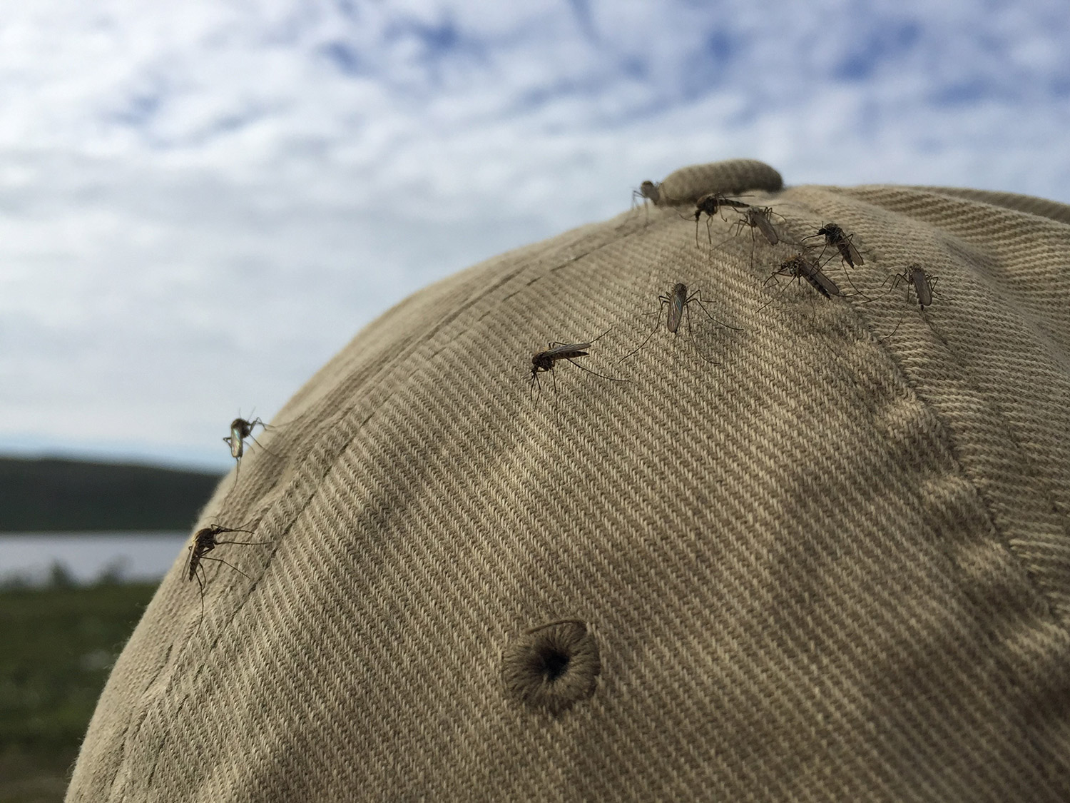 Bild Muecken auf einer Kappe