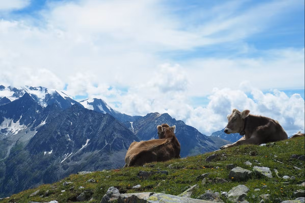 Bild Kühe mit Alpenblick im Zillertal