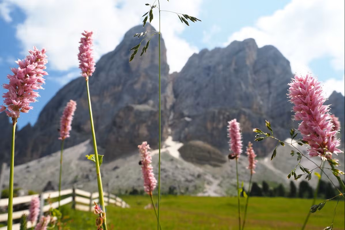 Bild Peitlerkofel im Vordergrund einer Alpenlandschaft
