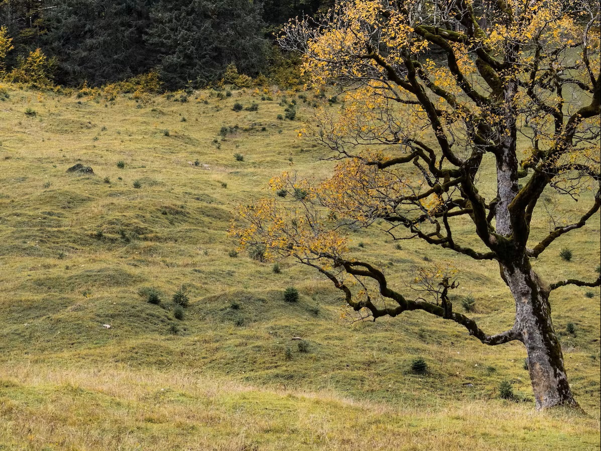 Bild Baum mit hügeligen Hintergrund