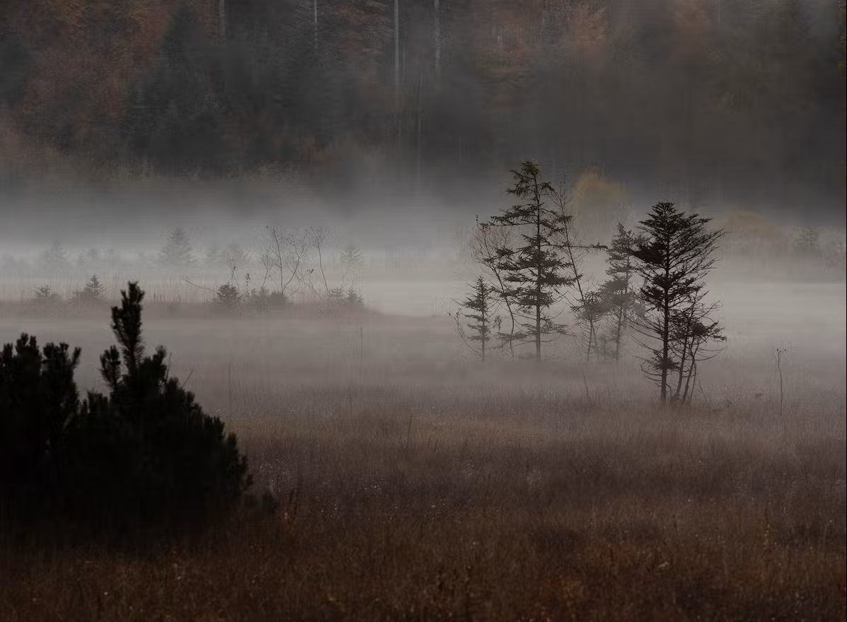 Bild Bodennebel im Ellbachmoor