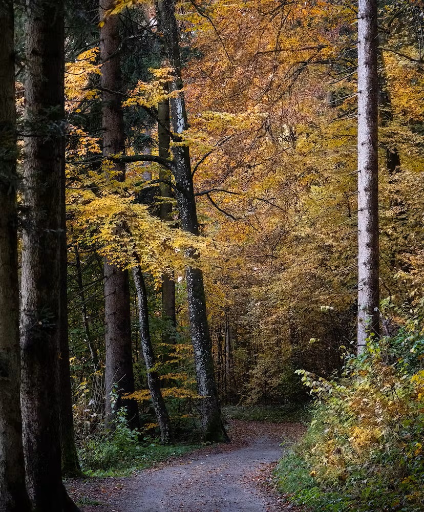 Bild Farben im Überfluss, auch Ende Oktober - Bäume im Herbst