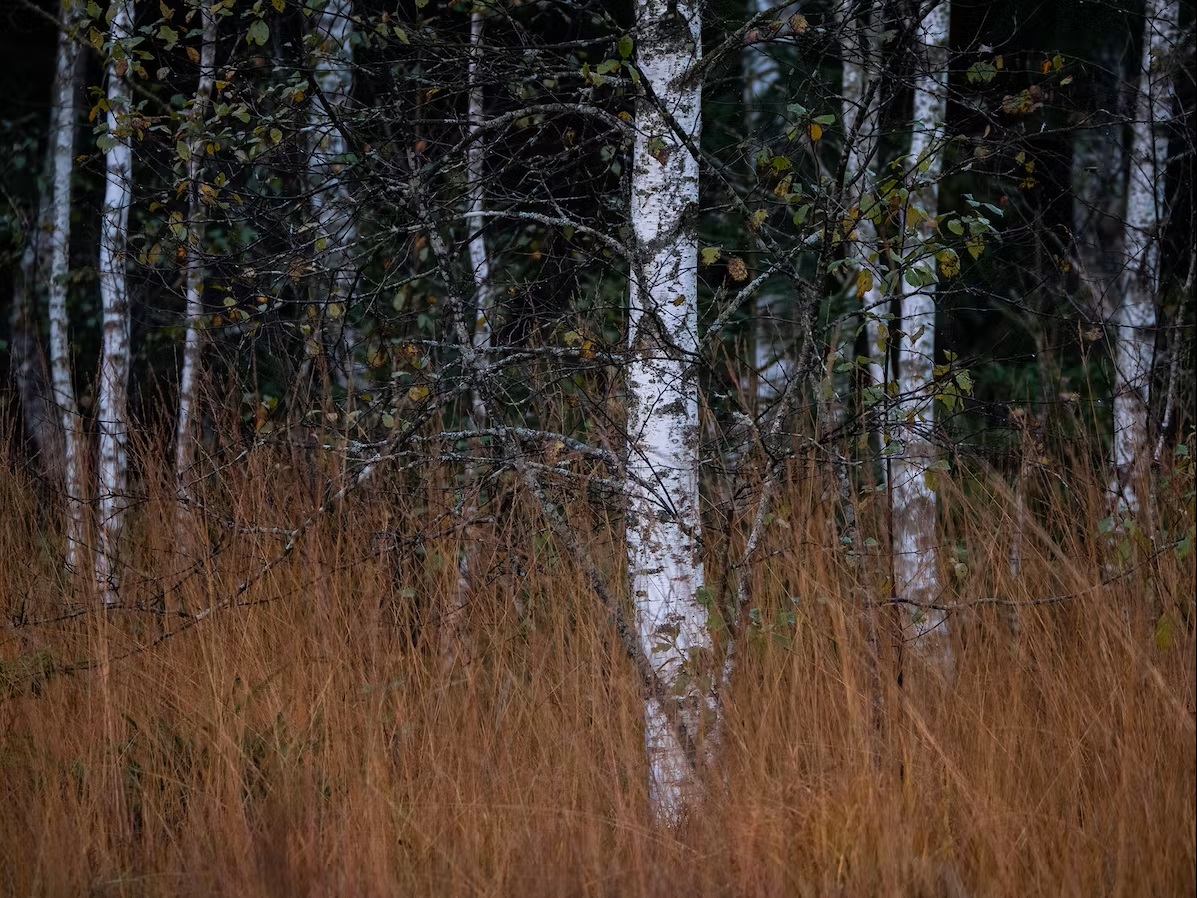 Bild Fast schon Schweden - Birken im Wald
