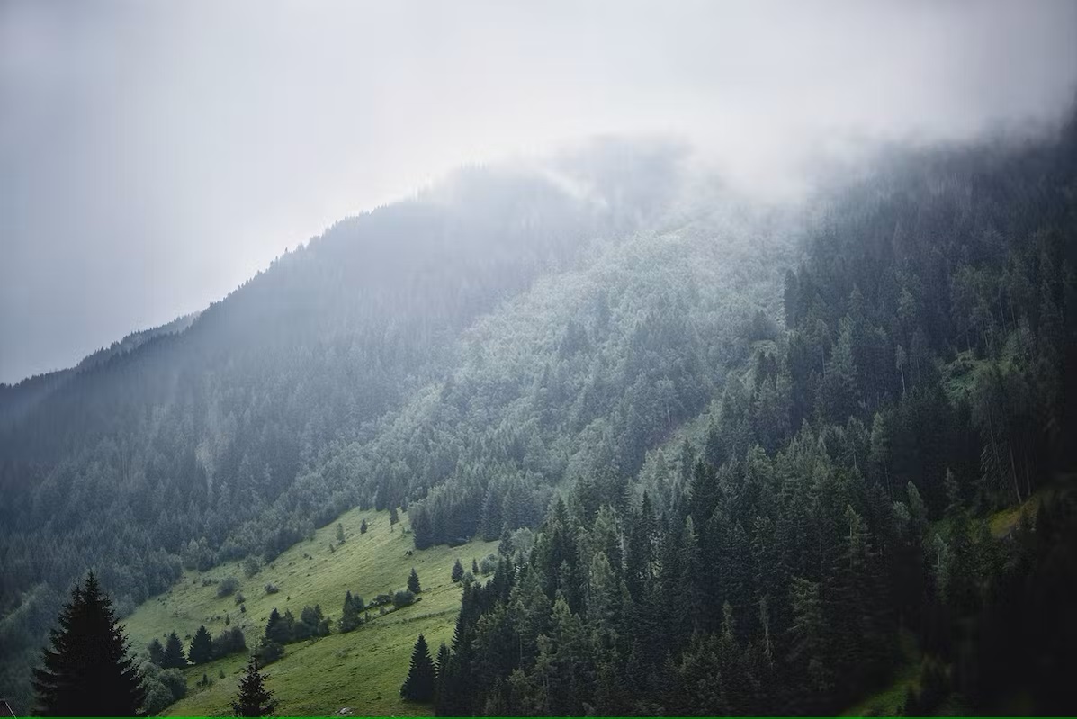 Bild Bergblick mit Bäumen und Wiesen 