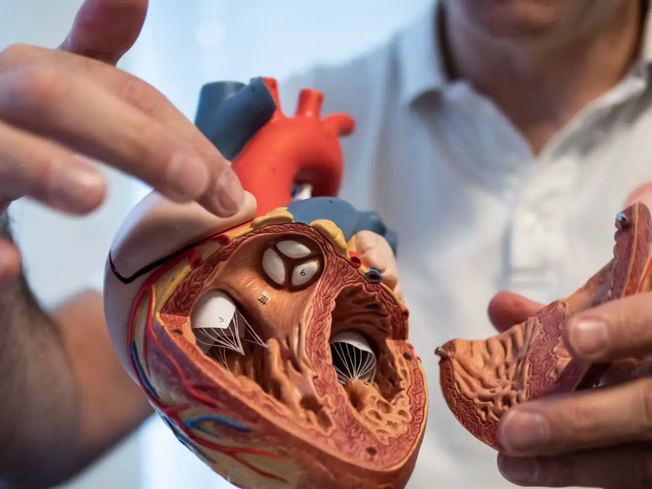 Arzt mit Herzmodell