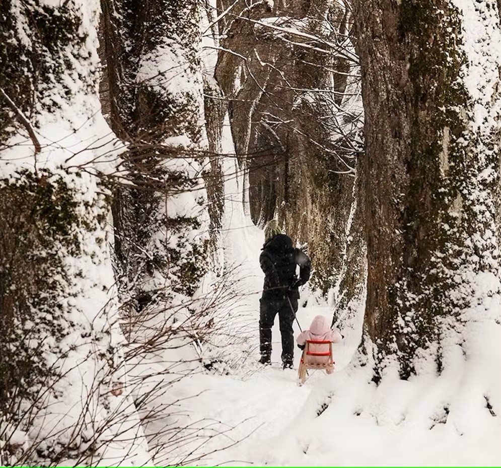 Bild Eine Mutter zieht ihr Kind auf einem Holzrodel durch eine tief verschneite Allee.