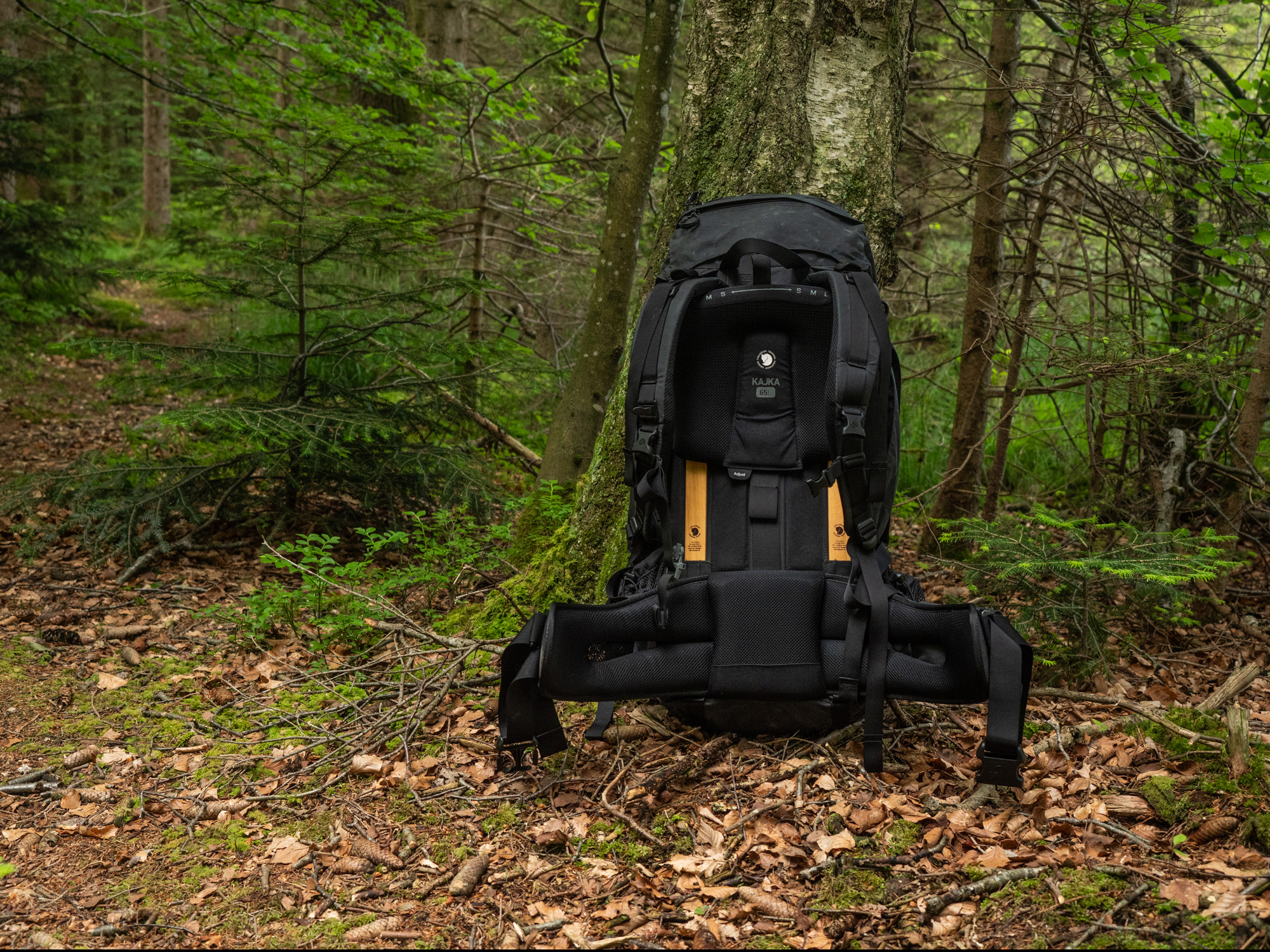 Bild Schwarzer Rucksack mit Kontaktrueckensystem, im Wald an einen Baum gelehnt.