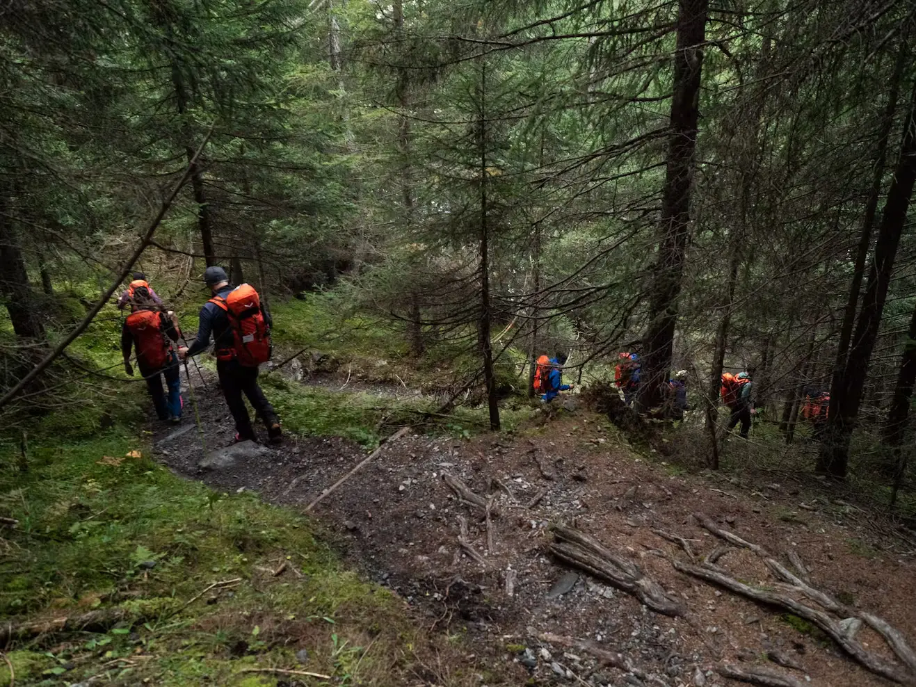 Bild Mehrere Wanderer beim Abstieg durch dichten Bergwald