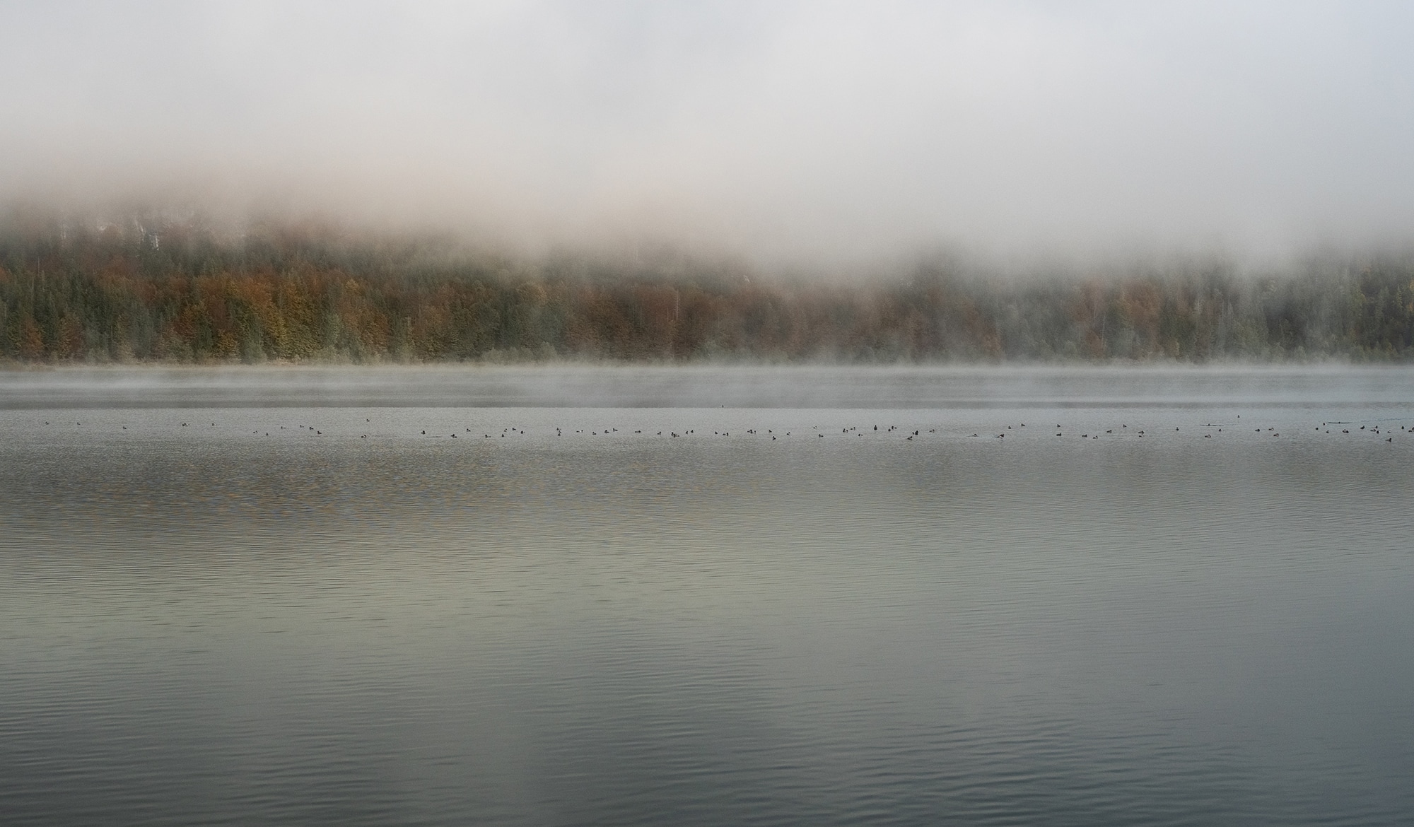 Nebel liegt über einem See
