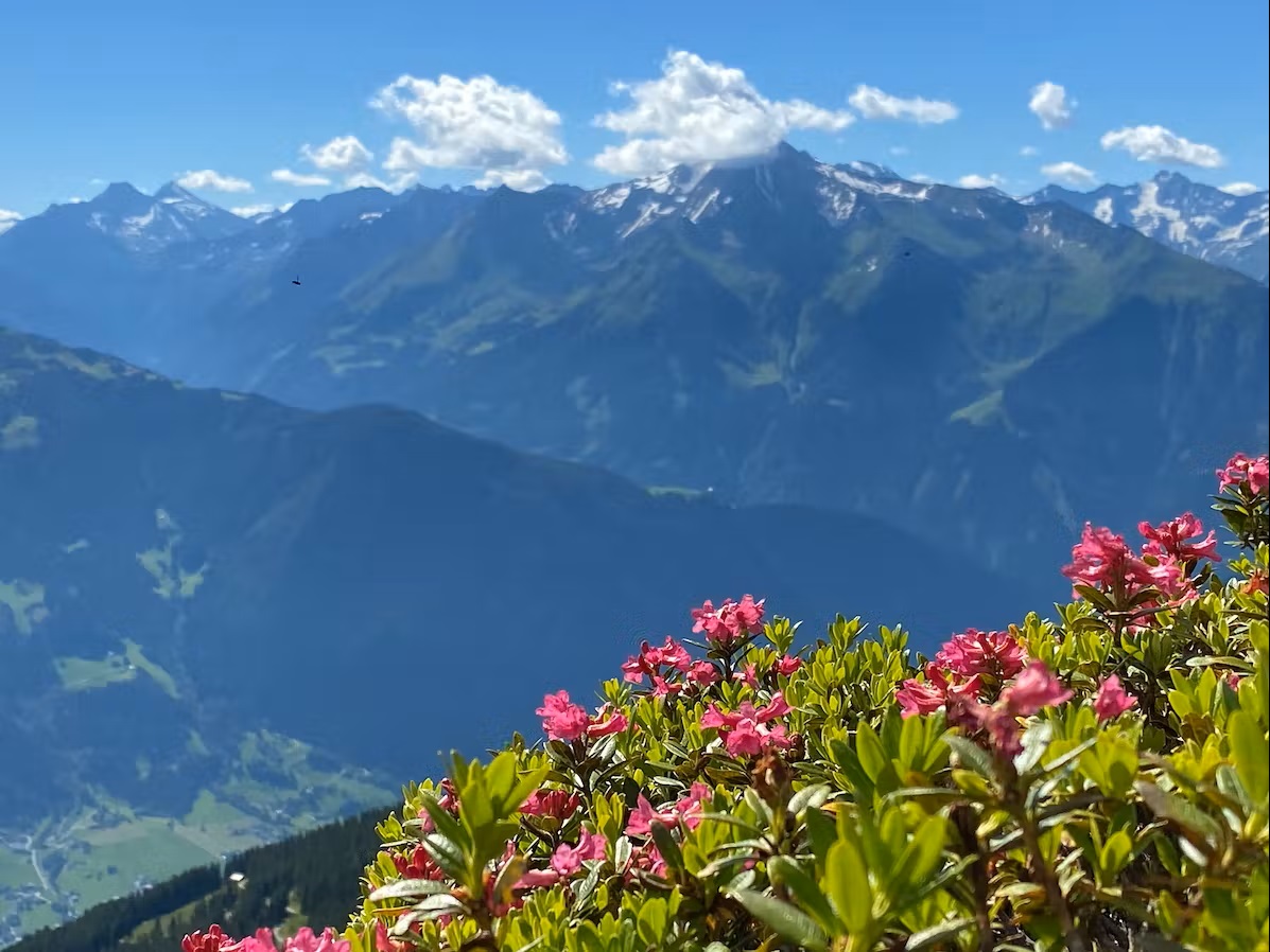 Bild Bergblick mit Alpenrosen 