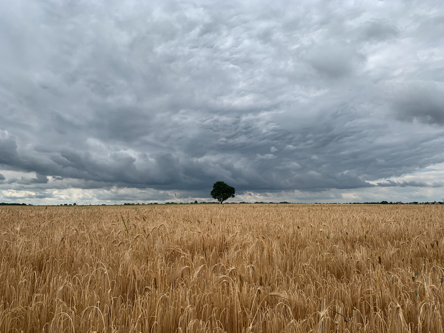 Bild Gewitterwolken über einem Feld, in der Mitte ein einsamer Baum.