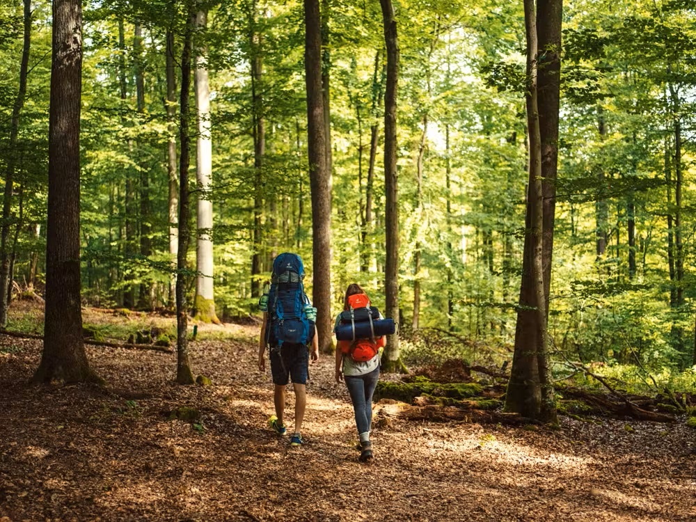 Bild Zwei Wanderer im Wald mit vollgepackten Rucksäcken 
