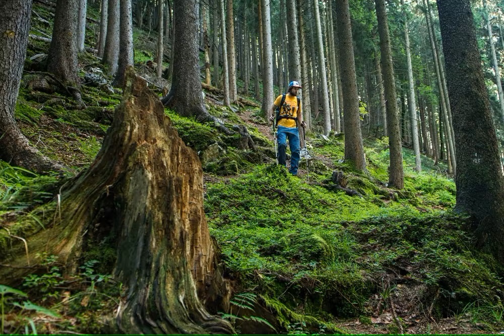 Bild Ein Wanderer im Wald geht Bergab mit seinen Stöcken