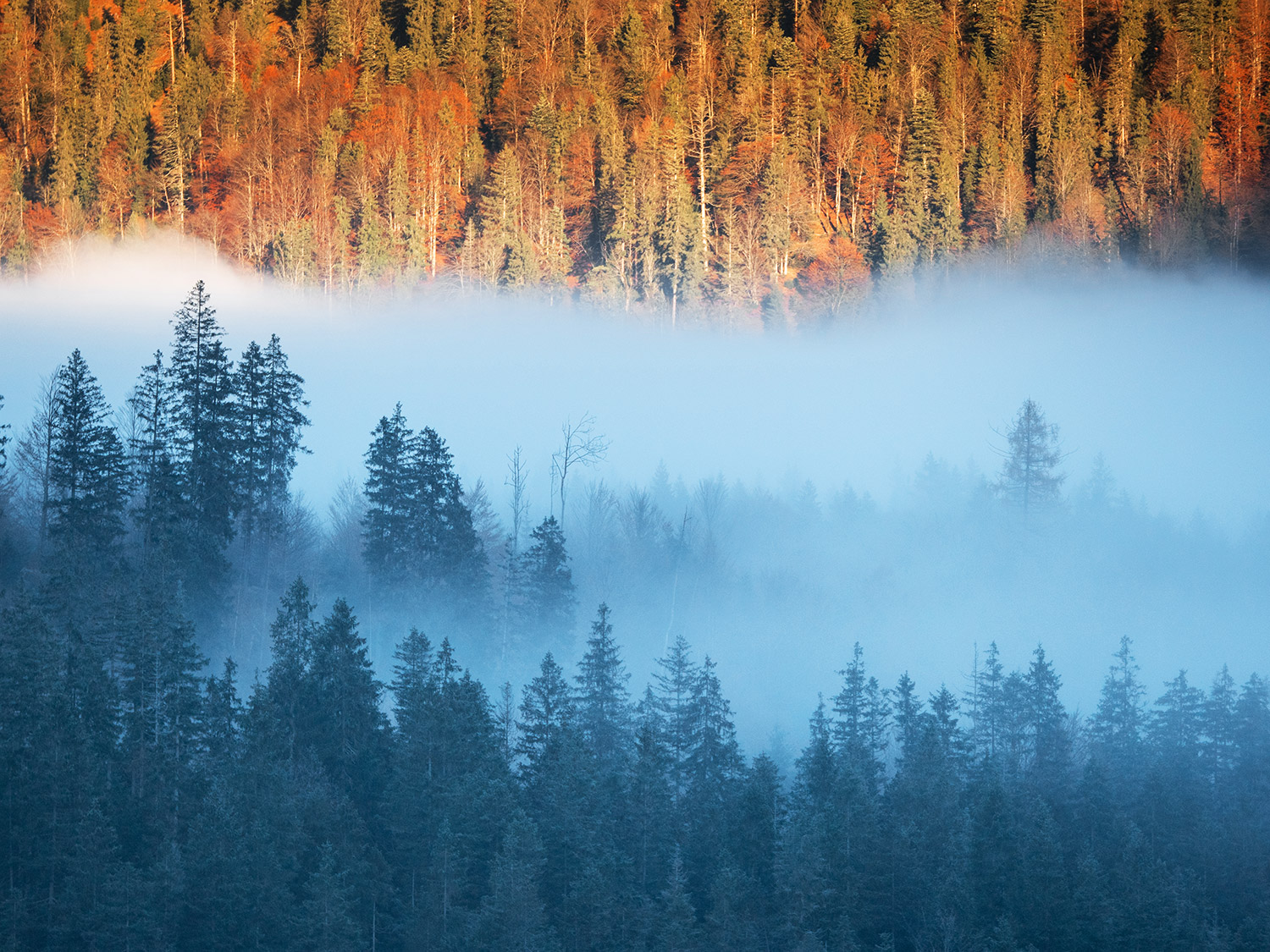 Waldiger Berghang im Morgenlicht
