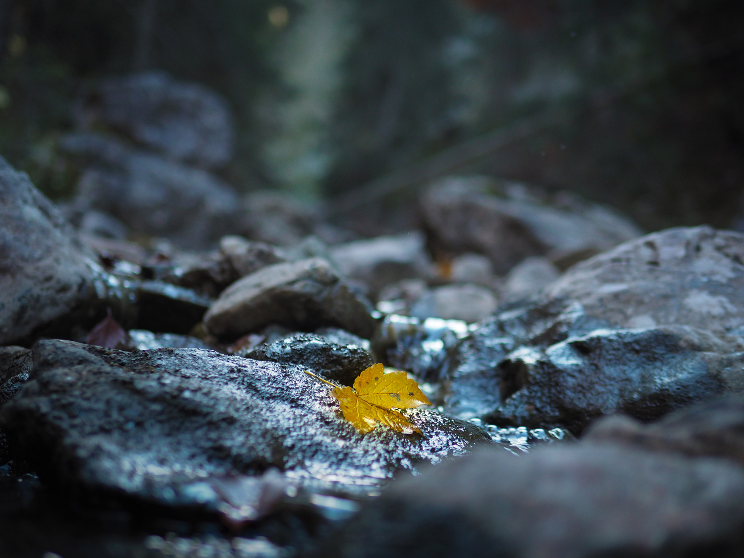 Herbstlich gefärbtes Blatt auf feuchten Felsen