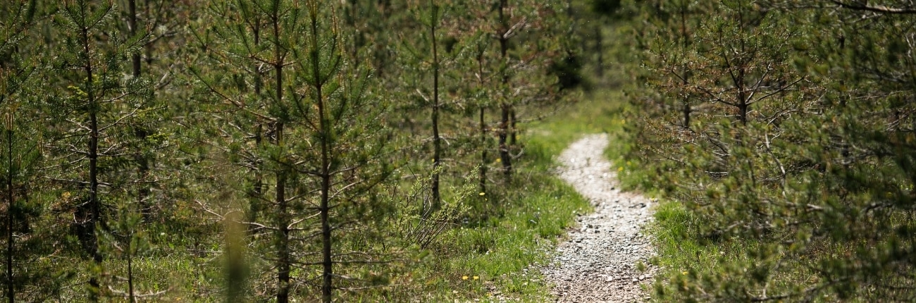 Kiesweg im Wald