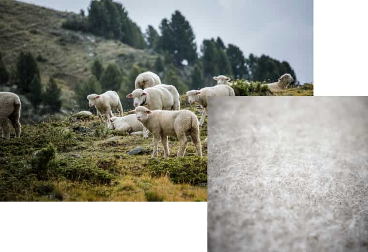 Bild Ortovox Swisswool